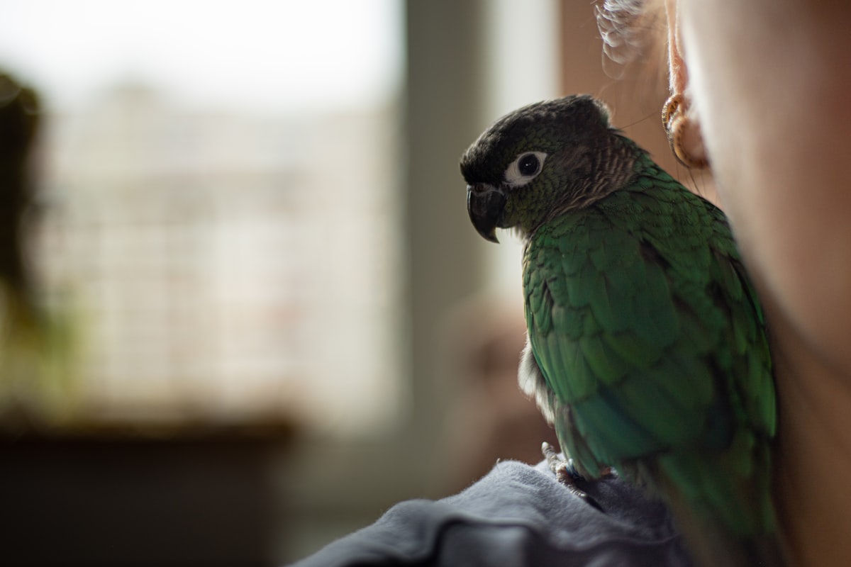 Bird enjoying enrichment activities at Milton Bird Boarding