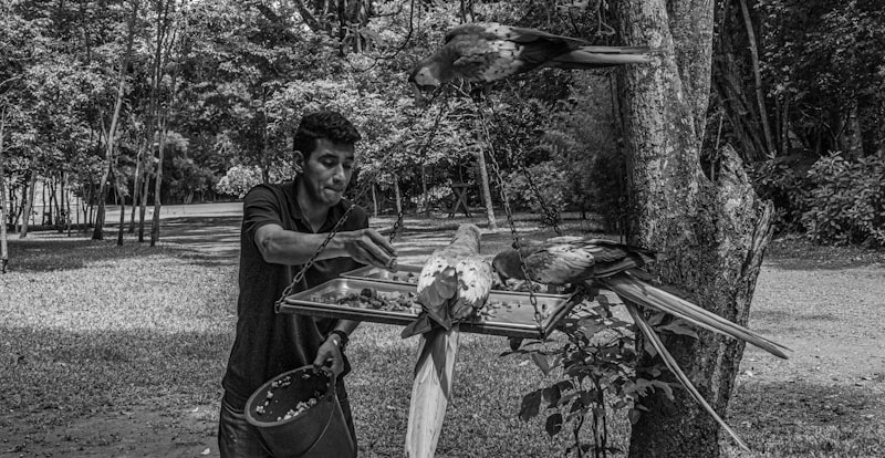 What to Look for in a Bird Sitter in Milton: A Practical Checklist